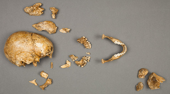Remains of the Jamestown girl, via Smithsonian Institution / Don Hurlbert
